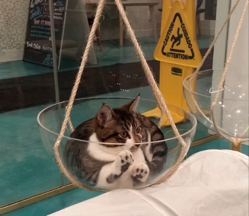 Bowl cat Regal Cat Cafe